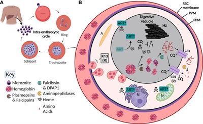 Methods Used to Investigate the Plasmodium falciparum Digestive Vacuole